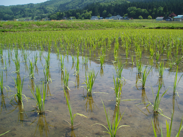 梅雨の稲