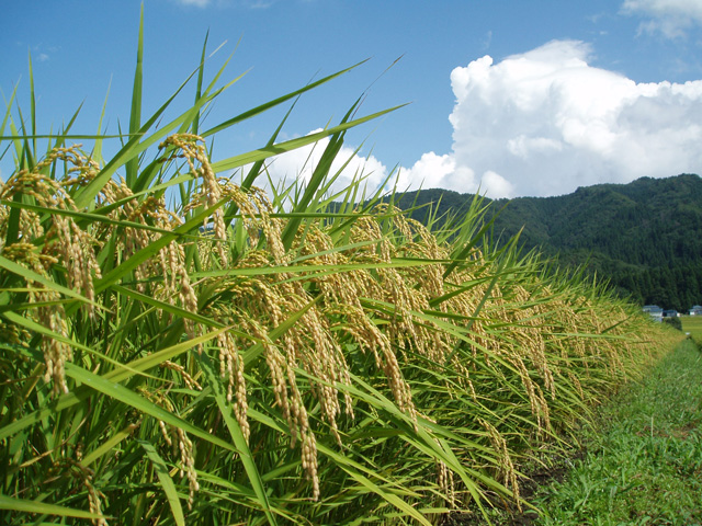 8月の稲穂