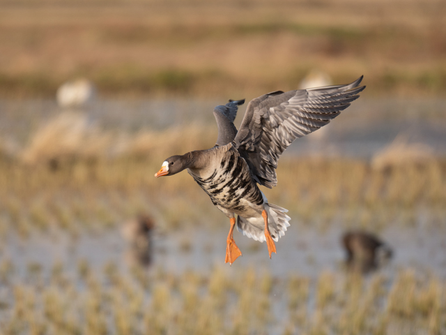田んぼのマガン
