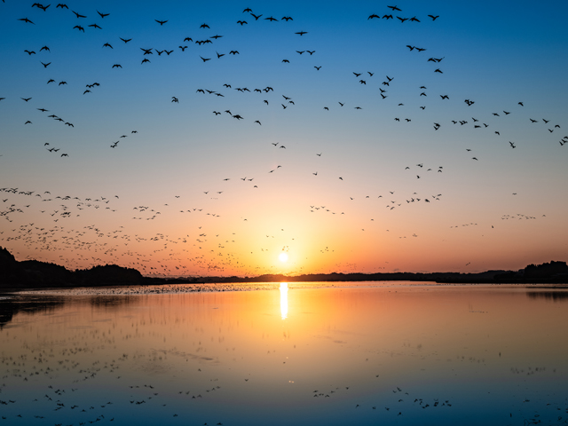 伊豆沼の渡り鳥