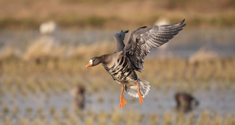 宮城登米産地イメージ