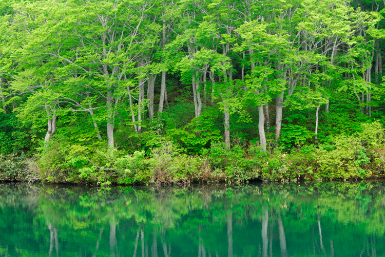 長野ブナイメージ