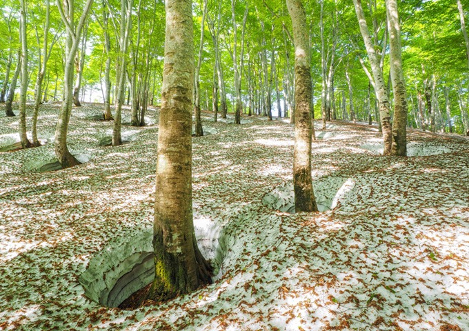 残雪ブナ林イメージ