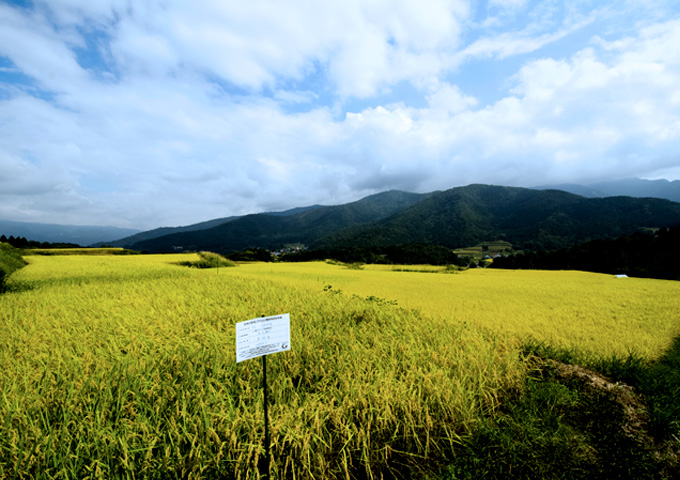 長野コシヒカリ圃場イメージ