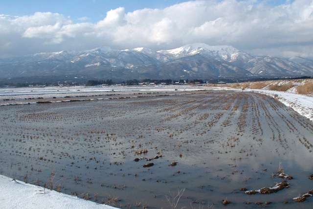 冬みずたんぼ（冬期湛水）