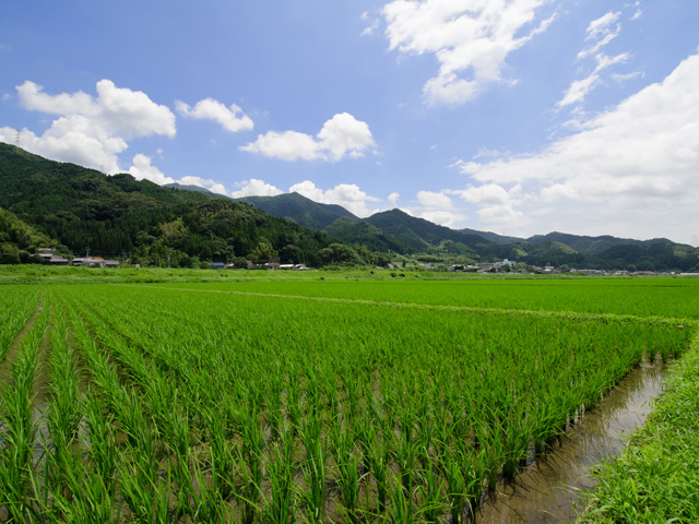 逢地さがびより米粒