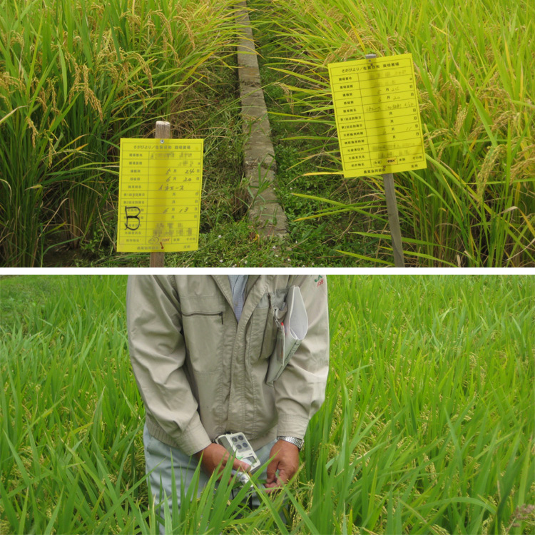 逢地さがびより葉色診断