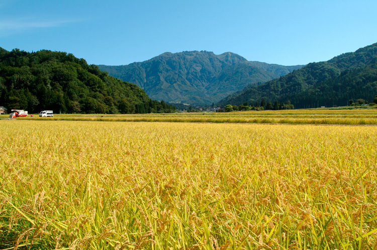 収穫期の南魚沼