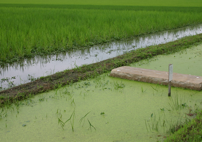 田んぼのビオトープ