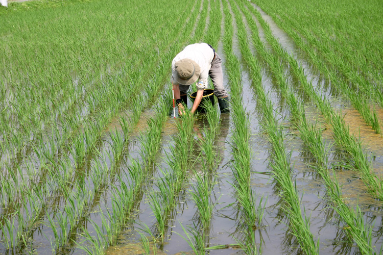 有機栽培イメージ