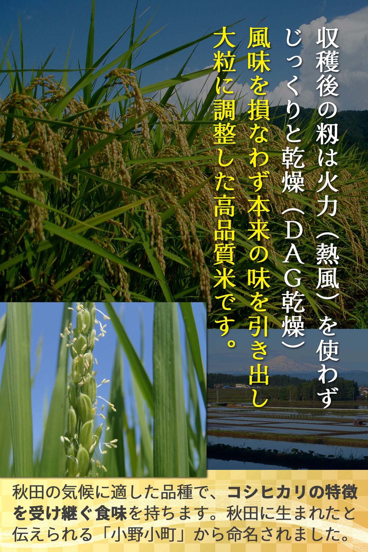 美郷町六郷 DAG乾燥米