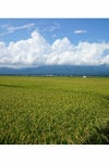 新潟県佐渡産地