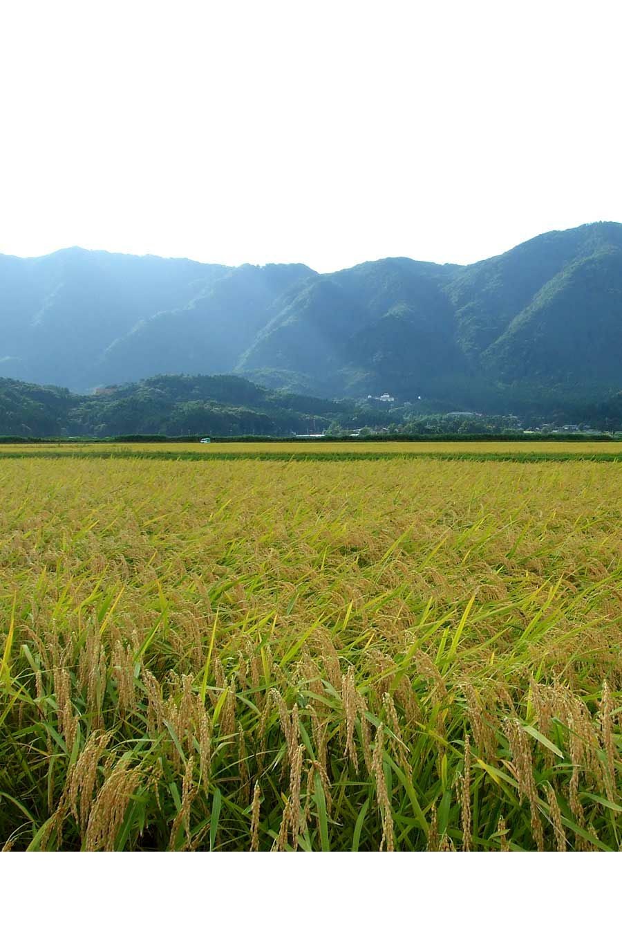 新潟県弥彦村