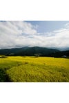 飯山の田んぼ