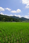 さがびより産地風景