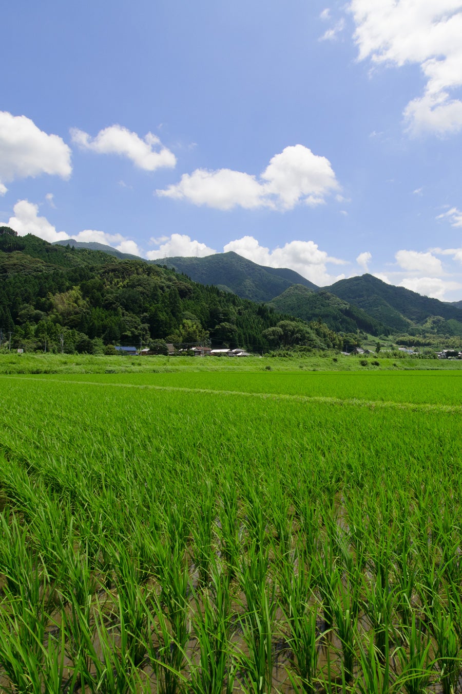 さがびより産地風景