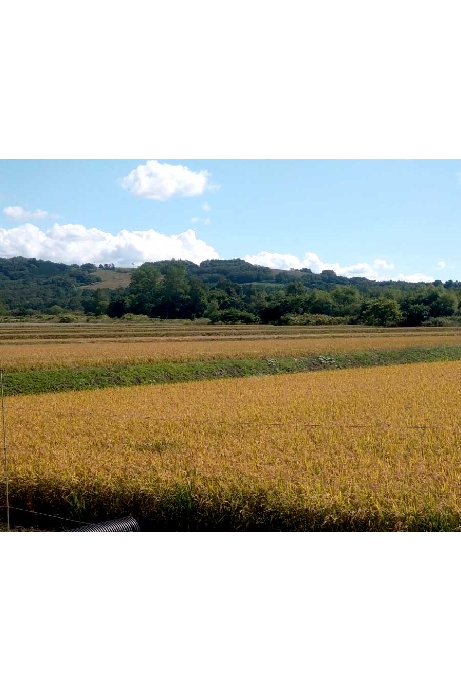 ななつぼし産地風景