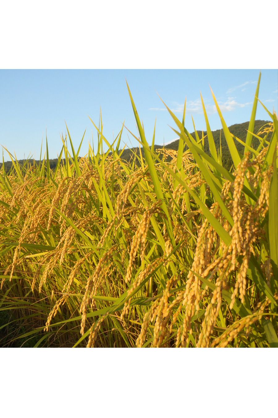 あきたこまち収穫前