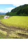 飛騨高山田んぼ